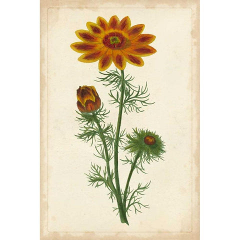 Vibrant Curtis Botanicals I White Modern Wood Framed Art Print by Unknown