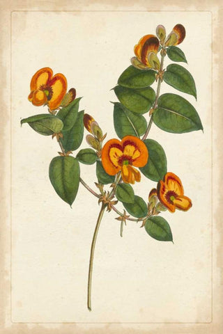 Vibrant Curtis Botanicals II Black Ornate Wood Framed Art Print with Double Matting by Unknown