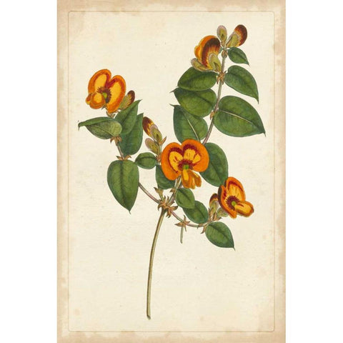 Vibrant Curtis Botanicals II Black Modern Wood Framed Art Print by Unknown
