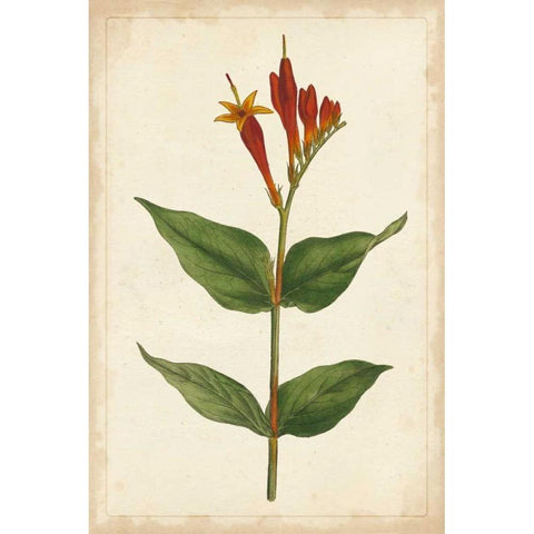 Vibrant Curtis Botanicals III Gold Ornate Wood Framed Art Print with Double Matting by Unknown
