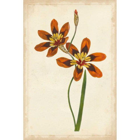 Vibrant Curtis Botanicals IV White Modern Wood Framed Art Print by Unknown