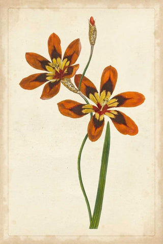 Vibrant Curtis Botanicals IV White Modern Wood Framed Art Print with Double Matting by Unknown