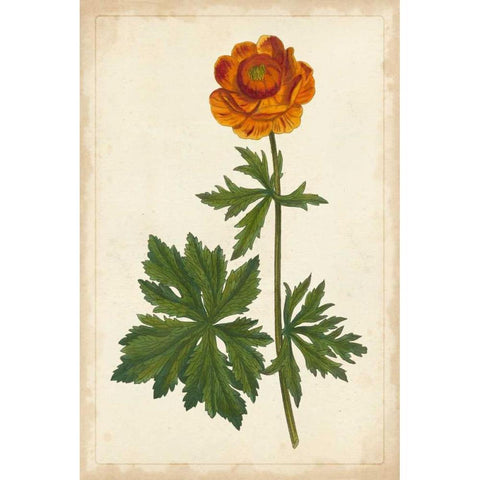 Vibrant Curtis Botanicals V Black Modern Wood Framed Art Print with Double Matting by Unknown
