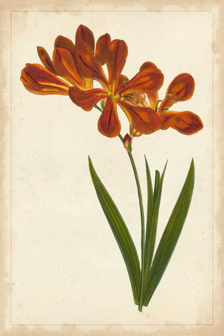 Vibrant Curtis Botanicals VI White Modern Wood Framed Art Print with Double Matting by Unknown