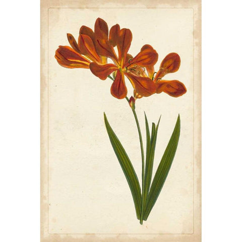 Vibrant Curtis Botanicals VI Black Modern Wood Framed Art Print by Unknown