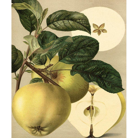 Apple Harvest I White Modern Wood Framed Art Print by Unknown