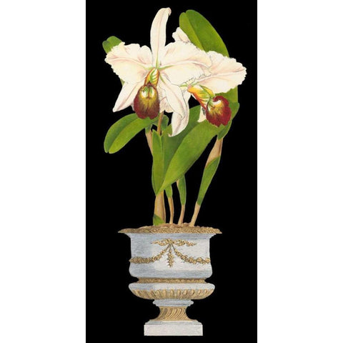 Orchids in Silver II Gold Ornate Wood Framed Art Print with Double Matting by Vision Studio