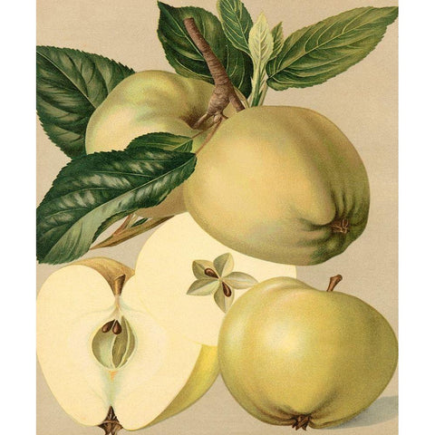 Apple Harvest II Black Modern Wood Framed Art Print with Double Matting by Unknown