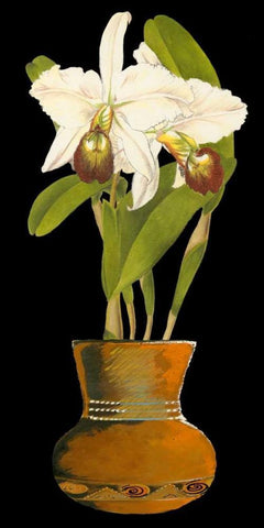 Orchids in Pot I Black Ornate Wood Framed Art Print with Double Matting by Unknown