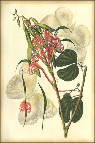 Floral Fantasia I White Modern Wood Framed Art Print with Double Matting by Unknown