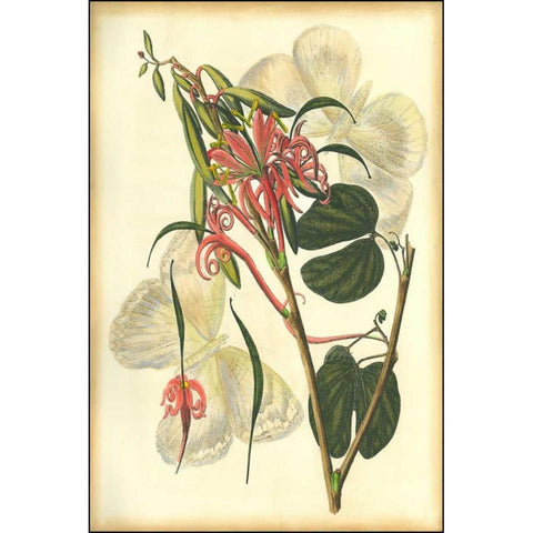 Floral Fantasia I Black Modern Wood Framed Art Print by Unknown