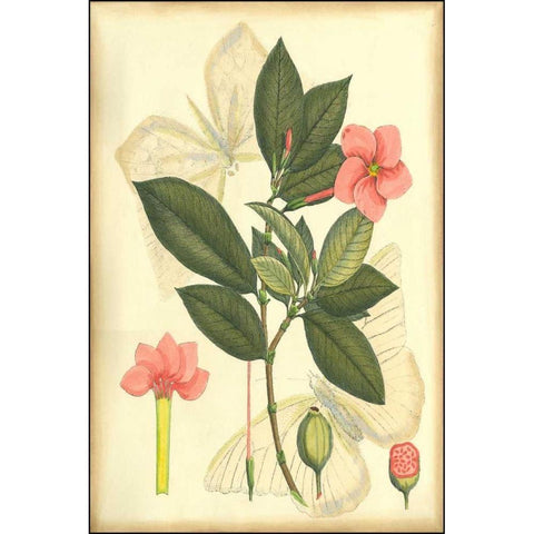 Floral Fantasia II Gold Ornate Wood Framed Art Print with Double Matting by Unknown