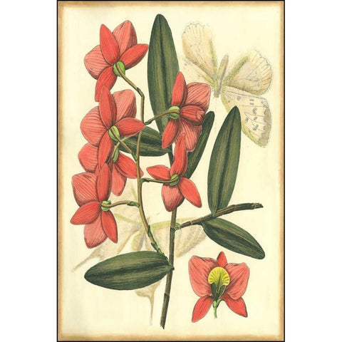 Floral Fantasia III Black Modern Wood Framed Art Print with Double Matting by Unknown