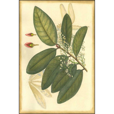 Floral Fantasia IV Black Modern Wood Framed Art Print by Unknown