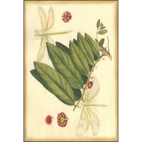 Floral Fantasia V Black Modern Wood Framed Art Print by Unknown