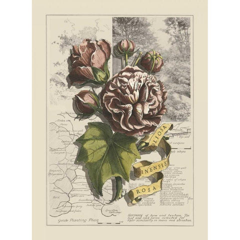 Garden in June I Black Modern Wood Framed Art Print by Bookman, D.