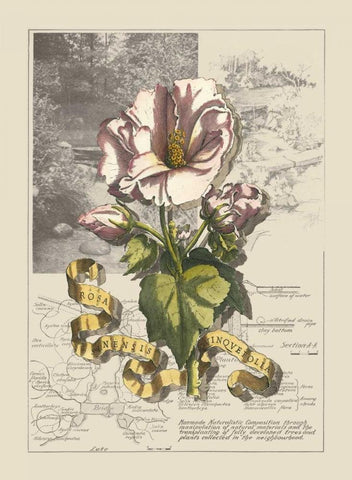 Garden in June III Black Ornate Wood Framed Art Print with Double Matting by Bookman, D.