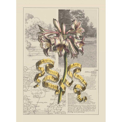 Garden in June IV White Modern Wood Framed Art Print by Bookman, D.
