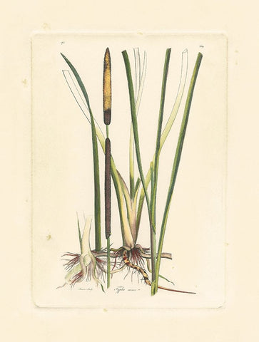 Antique Cattail II White Modern Wood Framed Art Print with Double Matting by Curtis