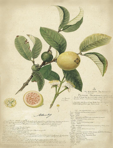 Descube Botanical I Black Ornate Wood Framed Art Print with Double Matting by Descubes, A.