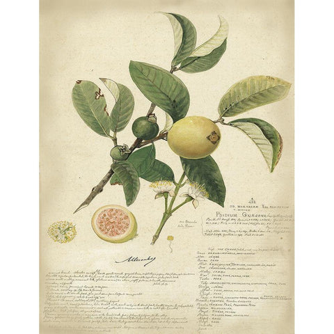 Descube Botanical I Black Modern Wood Framed Art Print with Double Matting by Descubes, A.
