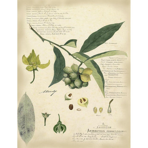 Descube Botanical II Gold Ornate Wood Framed Art Print with Double Matting by Descubes, A.