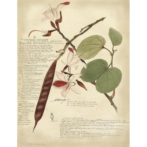 Descube Botanical III Gold Ornate Wood Framed Art Print with Double Matting by Descubes, A.