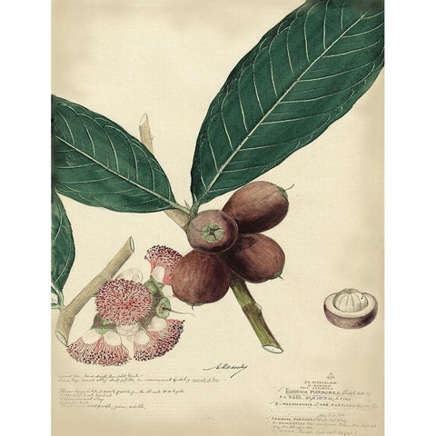 Descube Botanical IV Gold Ornate Wood Framed Art Print with Double Matting by Descubes, A.