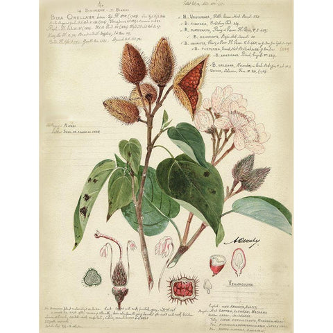 Descube Botanical V Black Modern Wood Framed Art Print with Double Matting by Descubes, A.