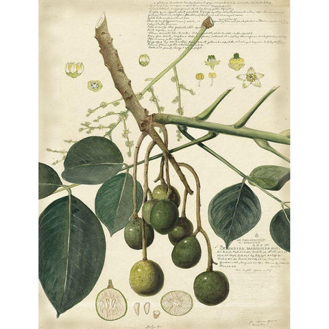 Descube Botanical VI Black Modern Wood Framed Art Print by Descubes, A.