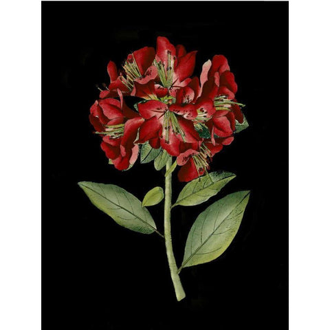Crimson Flowers on Black I Black Modern Wood Framed Art Print with Double Matting by Unknown