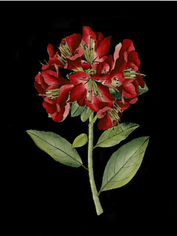 Crimson Flowers on Black I White Modern Wood Framed Art Print with Double Matting by Unknown