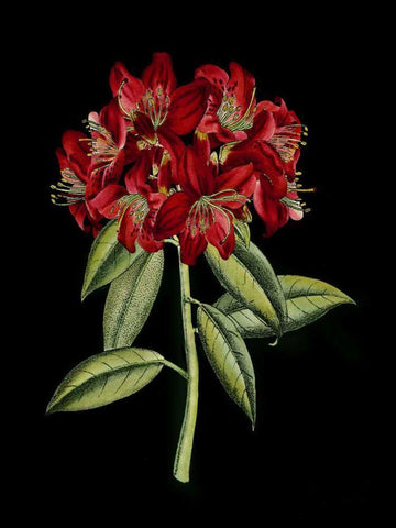 Crimson Flowers on Black II White Modern Wood Framed Art Print with Double Matting by Unknown