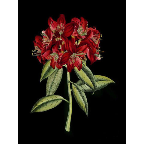 Crimson Flowers on Black II Black Modern Wood Framed Art Print with Double Matting by Unknown