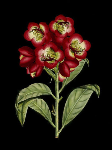 Crimson Flowers on Black III White Modern Wood Framed Art Print with Double Matting by Unknown