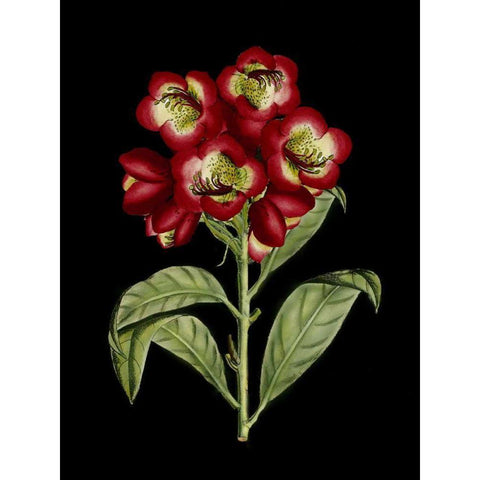 Crimson Flowers on Black III Black Modern Wood Framed Art Print with Double Matting by Unknown