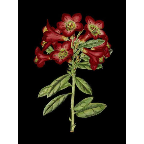 Crimson Flowers on Black IV Gold Ornate Wood Framed Art Print with Double Matting by Unknown