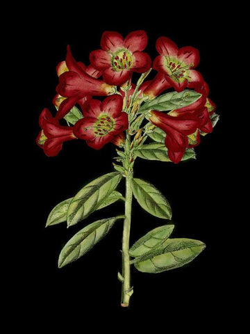 Crimson Flowers on Black IV White Modern Wood Framed Art Print with Double Matting by Unknown