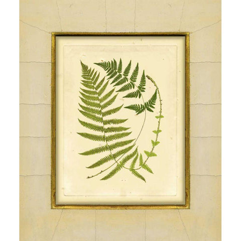 Fern with Crackle Mat III Black Modern Wood Framed Art Print with Double Matting by Unknown