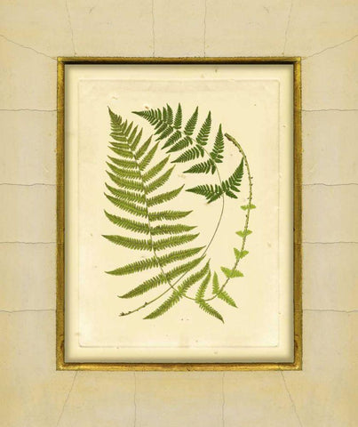 Fern with Crackle Mat III Black Ornate Wood Framed Art Print with Double Matting by Unknown