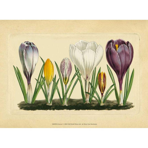 Crocus I White Modern Wood Framed Art Print by Vision Studio