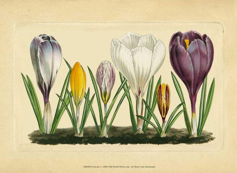 Crocus I White Modern Wood Framed Art Print with Double Matting by Vision Studio