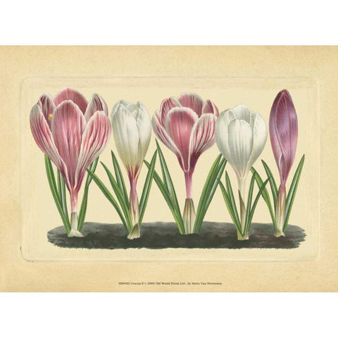 Crocus II Gold Ornate Wood Framed Art Print with Double Matting by Vision Studio