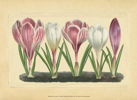 Crocus II White Modern Wood Framed Art Print with Double Matting by Vision Studio