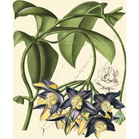 Exotic Foliage III Black Modern Wood Framed Art Print by Vision Studio