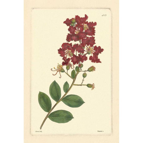 Red Curtis Botanical II White Modern Wood Framed Art Print by Vision Studio