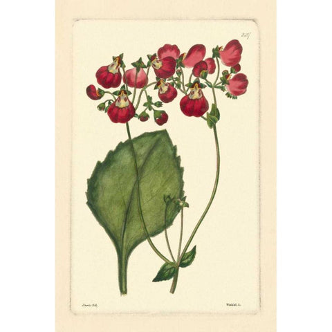 Red Curtis Botanical IV White Modern Wood Framed Art Print by Vision Studio