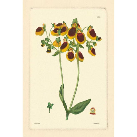 Yellow Curtis Botanical I Gold Ornate Wood Framed Art Print with Double Matting by Vision Studio