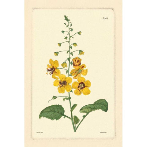 Yellow Curtis Botanical II White Modern Wood Framed Art Print by Vision Studio