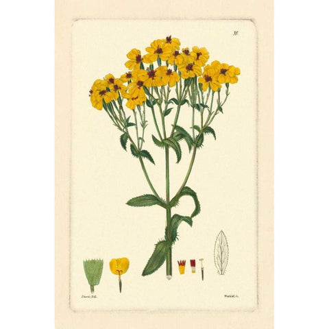 Yellow Curtis Botanical III Black Modern Wood Framed Art Print with Double Matting by Vision Studio